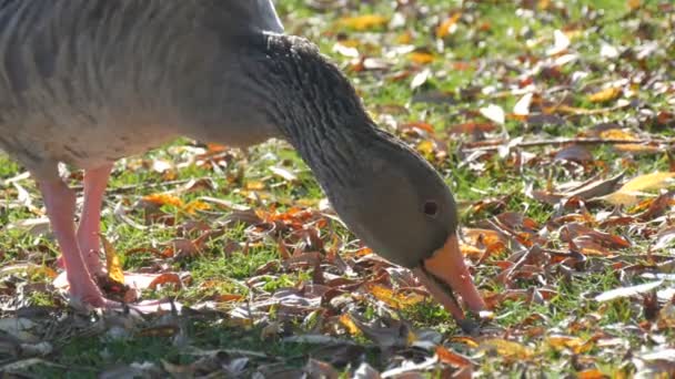 Les oies grises drôles mangent de l'herbe dans la cour au début de l'automne. Feuilles tombées sur herbe verte — Video