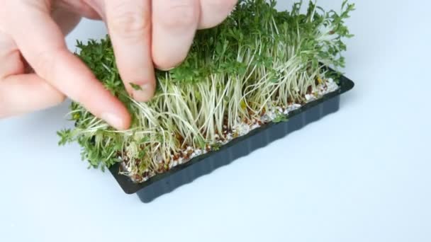 Frauenhände berühren lebende grüne Sprossen in einer speziellen Schachtel auf einem weißen Tisch — Stockvideo