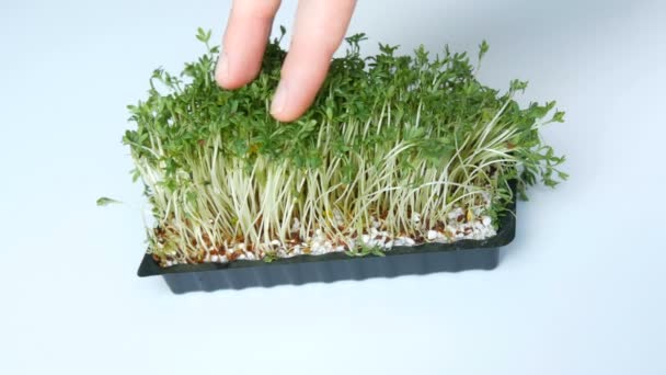 Female hands touch live green sprouts in special box on a white table — Stock Video