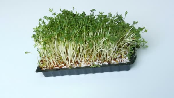 Яркие зеленые ростки в специальной коробке на белом столе — стоковое видео