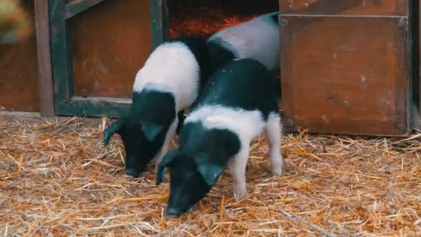 Três porcos negros e brancos engraçados caminham e brincam perto de seu berço no quintal rural — Vídeo de Stock