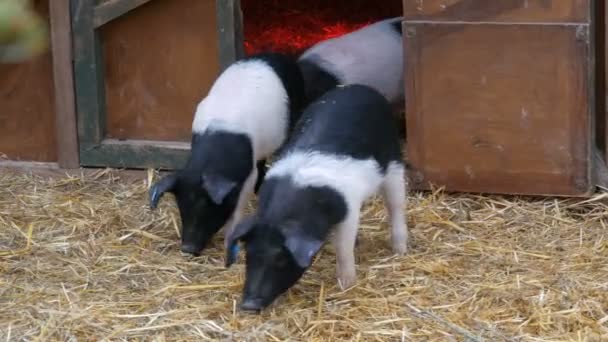 Tre roliga svarta och vita grisar gå och leka nära deras spjälsäng på landsbygden gård — Stockvideo