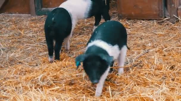Three funny black and white pigs walk and play near their crib in rural yard — Stock Video