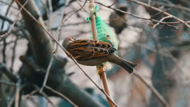 Sparrow on branch eats special food for birds from the feeder. Winter survival of birds — 비디오