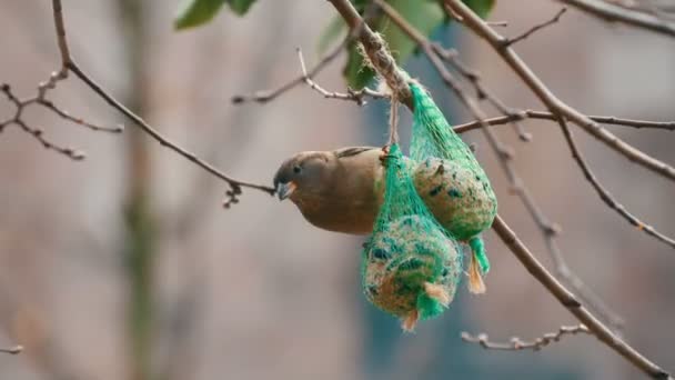 Sparrow on branch eats special food for birds from the feeder. Winter survival of birds — 비디오