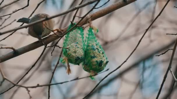 Burung pipit pada cabang makan makanan khusus untuk burung dari pengumpan. Musim dingin kelangsungan hidup burung — Stok Video