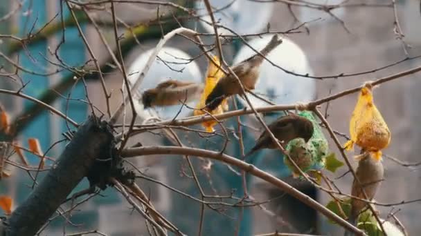 Sparrows on branch eats special food for birds from the feeder. Winter survival of birds — 비디오