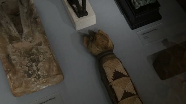 Viena, Austria - 19 de diciembre de 2019: Dentro del Museo de Historia del Arte. Departamento de Historia del Antiguo Egipto. momias gato auténtico en exhibición, inscripción en alemán — Vídeos de Stock