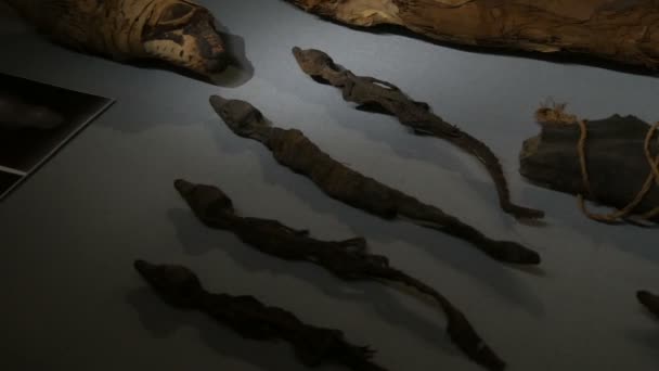 Вена, Австрия - 19 декабря 2019 года: Музей истории искусств. Департамент истории Древнего Египта. На выставке выставлены настоящие крокодиловые мумии . — стоковое видео