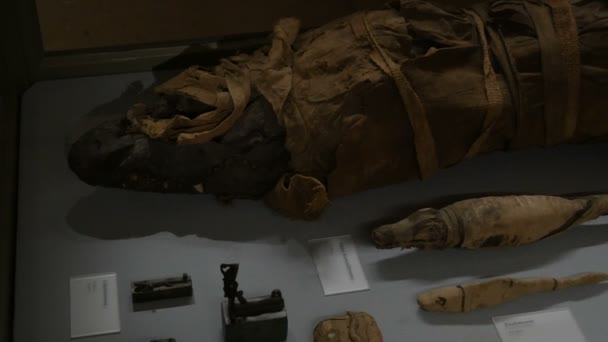 Viyana, Avusturya - 19 Aralık 2019: Sanat Tarihi Müzesi içinde. Antik Mısır Tarihi Bölümü. Otantik timsah mumyaları sergileniyor. Almanca yazı. — Stok video