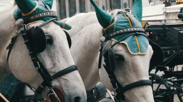 Hermosos caballos blancos vestidos elegantes en auriculares verdes, vendas y sombreros, Viena Austria. Carruajes tradicionales de dos caballos en el antiguo fondo de Michaelerplatz del Palacio de Hofburg . — Vídeos de Stock