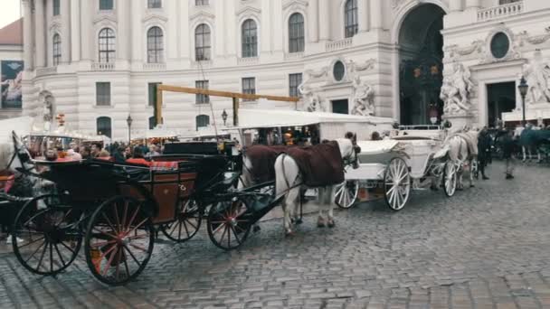 Viena, Austria - 19 de diciembre de 2019: Hermosos caballos blancos vestidos elegantes. Carruajes tradicionales de dos caballos en el antiguo fondo de Michaelerplatz del Palacio de Hofburg — Vídeo de stock