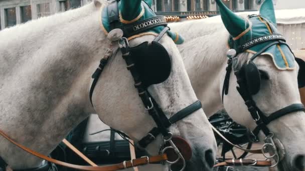 Bonitos elegantes cavalos brancos vestidos com fones de ouvido verdes, olhos vendados e chapéus, Viena Áustria. Carruagens tradicionais de dois cavalos no antigo fundo Michaelerplatz do Palácio de Hofburg . — Vídeo de Stock