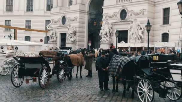 Wien, Itävalta - 19. joulukuuta 2019: Kauniita tyylikkäitä valkoisia hevosia. Kahden hevosen perinteiset vaunut vanhan Michaelerplatzin taustalla Hofburgin palatsissa — kuvapankkivideo