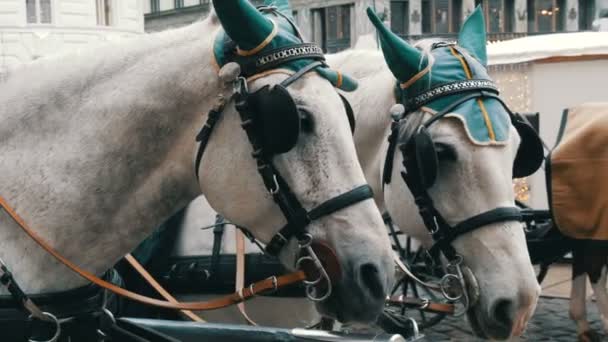 Beautiful elegant dressed white horses in green headphones, blindfolds and hats, Vienna Austria. Traditional carriages of two horses on the old Michaelerplatz background of Hofburg Palace. — Stock Footage Beautiful elegant dressed white horses in green headphones, blindfolds and hats, Vienna Austria. Traditional carriages of two horses on the old Michaelerplatz background of Hofburg Palace. Royalty Free Stock Video