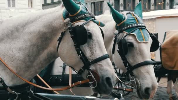 Beautiful elegant dressed white horses in green headphones, blindfolds and hats, Vienna Austria. Traditional carriages of two horses on the old Michaelerplatz background of Hofburg Palace. — Stock Video