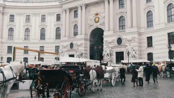 Viena, Austria - 19 de diciembre de 2019: Hermosos caballos blancos vestidos elegantes. Carruajes tradicionales de dos caballos en el antiguo fondo de Michaelerplatz del Palacio de Hofburg . — Vídeo de stock