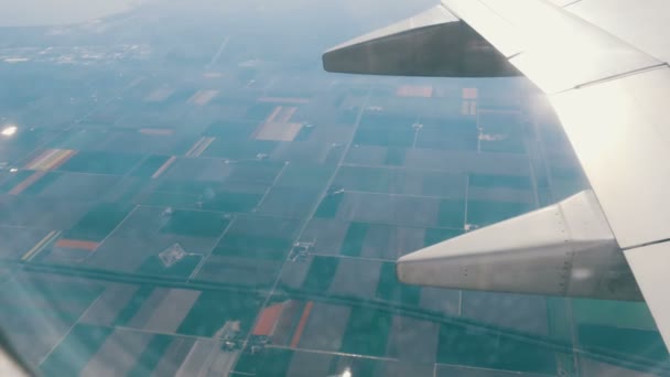 Uçak Hollanda'da çok renkli lale güzel alanları üzerinde uçar, porthole görünümü. Hollanda'nın lale tarlaları üzerinde uçuş uçak kanadı — Stok video