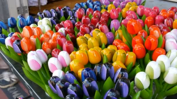 Lembranças de tulipas multicoloridas de madeira e símbolos da Holanda — Vídeo de Stock