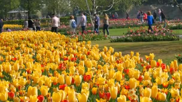 Lisse, Holanda - 22 de abril de 2019: Turistas passeiam pelo mundialmente famoso parque real de tulipas Keukenhof, na Holanda, perto da variedade de tulipas — Vídeo de Stock