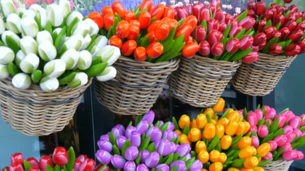 Houten souvenirs veelkleurige tulpen wereldberoemd symbool van Nederland — Stockvideo