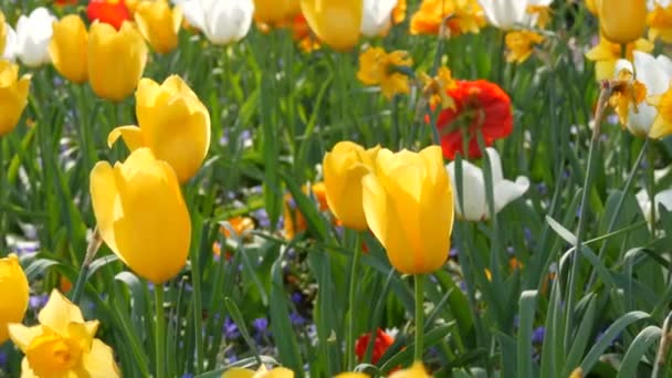 Прекрасные цветущие желтые и белые тюльпаны в саду — стоковое видео