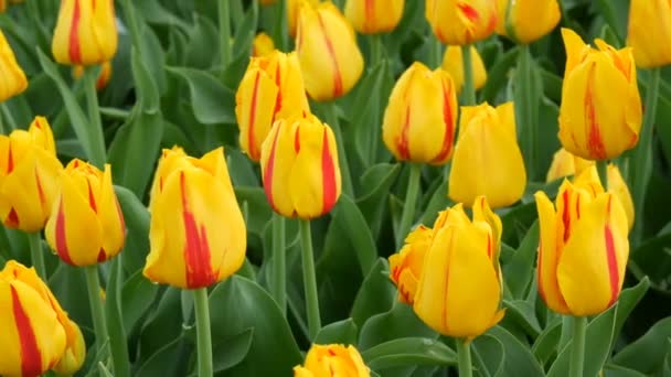 Belles tulipes jaune vif au printemps dans le parc de fleurs — Video