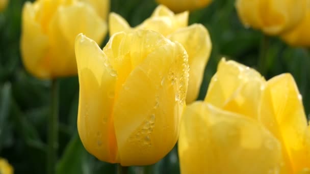 Close view of beautifully blooming yellow tulips in spring park — 비디오