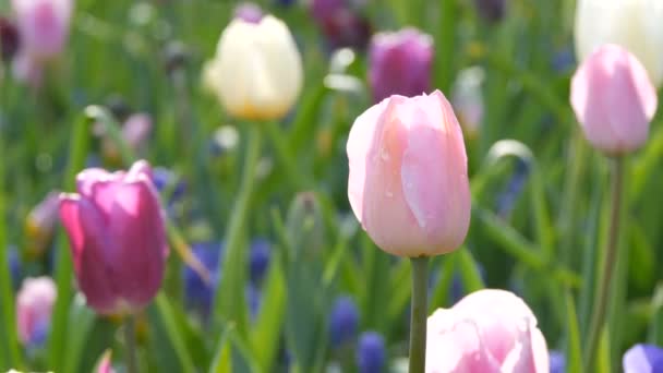 Schöne blühende zartrosa und lila Tulpen im Frühlingsgarten — Stockvideo