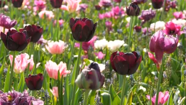 Ongewoon interessante mooie bloeiende donkere tulpen in de lentetuin. — Stockvideo