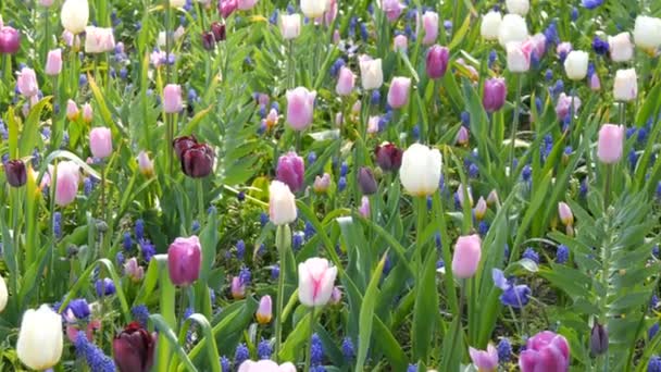 Belle floraison de tulipes roses et violettes douces dans le jardin de printemps 