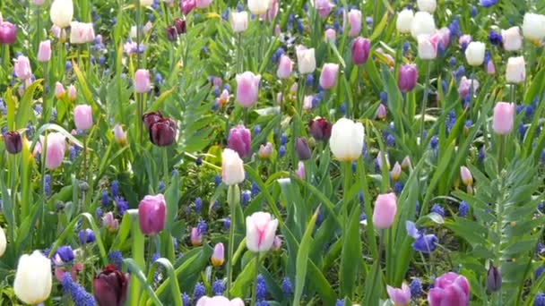 В весеннем саду цветут мягкие розовые и фиолетовые тюльпаны — стоковое видео