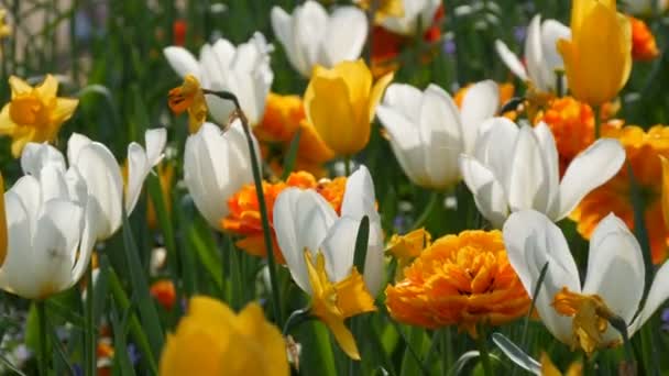 Mooie bloeiende gele en witte tulpen in de lentetuin — Stockvideo