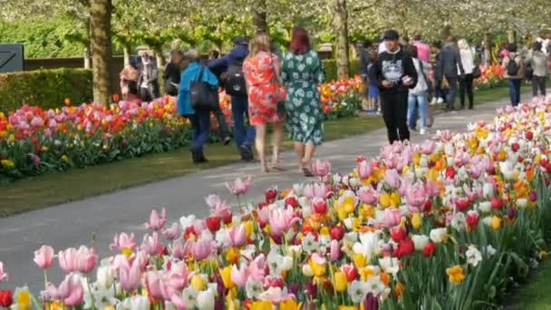 Lisse, Hollanda - 22 Nisan 2019: Birçok rengarenk bahar laleleri bir çiçek parkında — Stok video