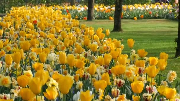 Hermosos tulipanes amarillos brillantes en primavera en el parque de flores — Vídeo de stock