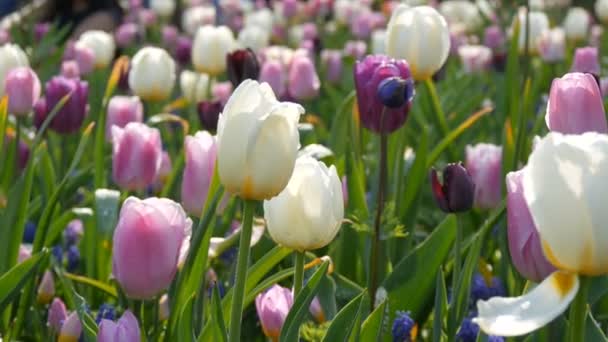 Beautiful blooming soft pink and purple tulips in spring garden — 비디오