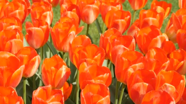 Interessant schöne riesige blühende rot-orangefarbene Tulpen im Frühlingsgarten. — Stockvideo