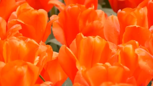 Beautiful bright red tulips in spring in flower park — Stock Video