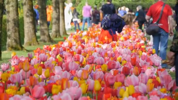 Many multi-colored beautiful spring tulips in flower park — Stock Video