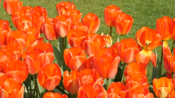 Interesting beautiful huge blooming red-orange tulips in the spring garden. — Stock Video