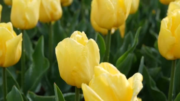 Vista da vicino di tulipani gialli magnificamente fioriti nel parco primaverile — Video Stock