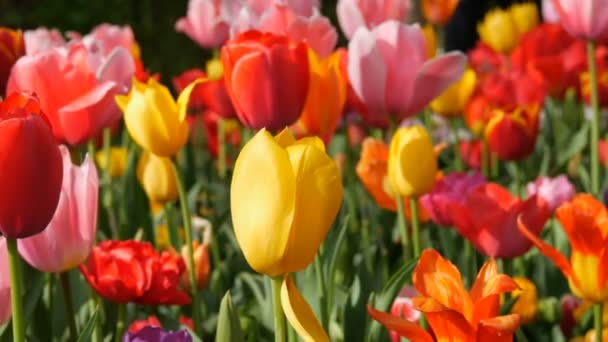 Många flerfärgade vackra vårtulpaner i blomsterparken — Stockvideo