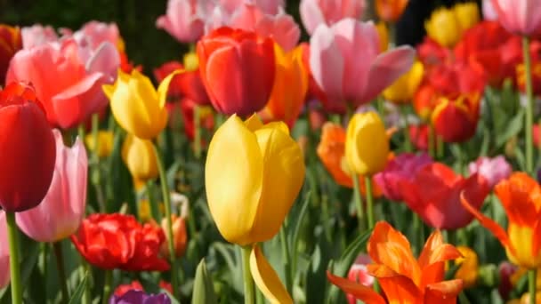 Molti bei tulipani multicolori di primavera in parco di fiore — Video Stock