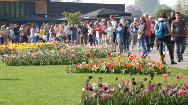 Lisse, Nederland - 22 april 2019: Veel veelkleurige mooie lentetulpen in een bloemenpark — Stockvideo