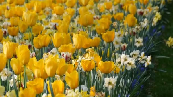 Vackra blommande gula tulpaner och påskliljor i vårträdgården. — Stockvideo