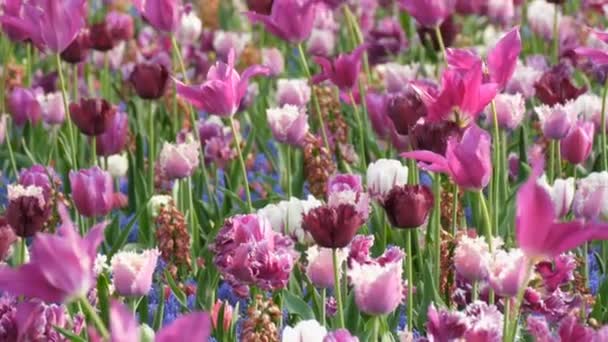 Krásné jasně fialové tulipány na jaře v květinovém parku