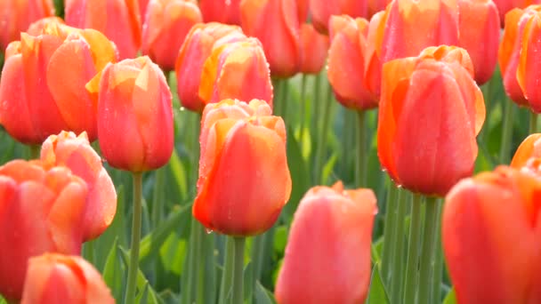 Beautiful large pink blooming tulips with dewdrops on petals in spring garden — Stock Video