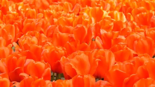 Beautiful bright red tulips in spring in flower park — Stock Video