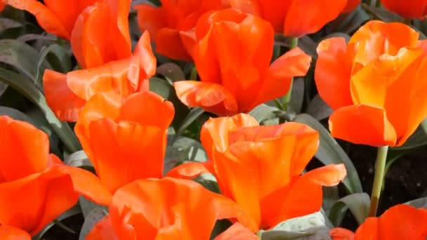 Mooie felrode tulpen in het voorjaar in bloemenpark — Stockvideo