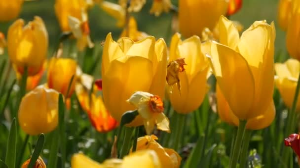 Interesting beautiful blooming yellow tulips with a red stripe in spring garden — Stock Video